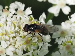 Cheilosia impressa