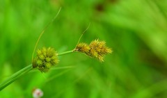 Carex crawfordii