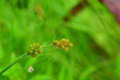 Carex crawfordii