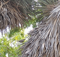 Campylorhynchus brunneicapillus