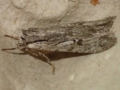 Xestia vernilis