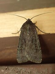Aseptis fumosa