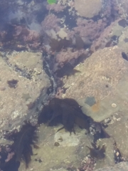 Patiriella regularis