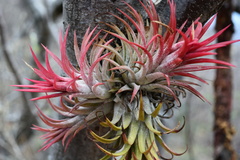 Tillandsia ionantha