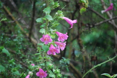 Lophospermum erubescens