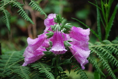 Lophospermum erubescens