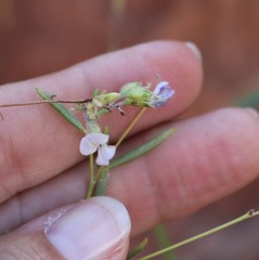 Pediomelum linearifolium