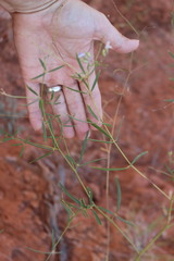 Pediomelum linearifolium