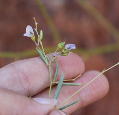 Pediomelum linearifolium