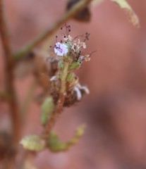 Pediomelum linearifolium