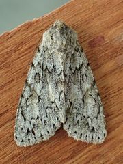 Andropolia aedon