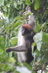 Piliocolobus tephrosceles