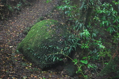 Arthropteris tenella