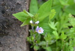 Euphrasia hudsoniana