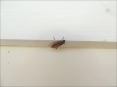 Eburida sublineata