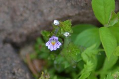 Euphrasia hudsoniana