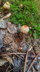 Calostoma ravenelii ravenelii