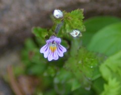 Euphrasia hudsoniana