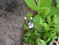 Euphrasia hudsoniana