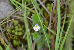 Euphrasia hudsoniana