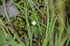 Euphrasia hudsoniana