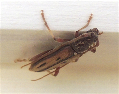 Eburida sublineata