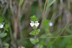 Euphrasia hudsoniana