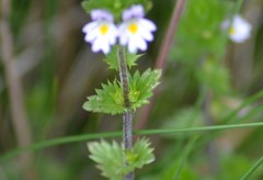Euphrasia hudsoniana