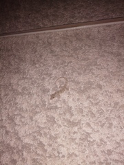 Mediodactylus danilewskii