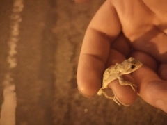 Mediodactylus danilewskii