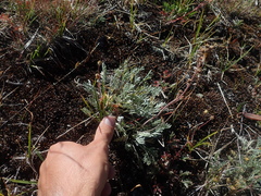 Artemisia scopulorum