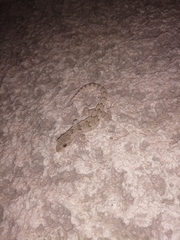 Mediodactylus danilewskii