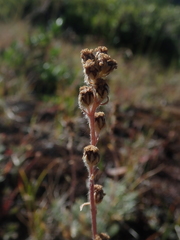 Artemisia scopulorum