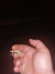 Mediodactylus danilewskii