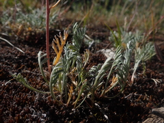 Artemisia scopulorum