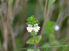 Euphrasia hudsoniana