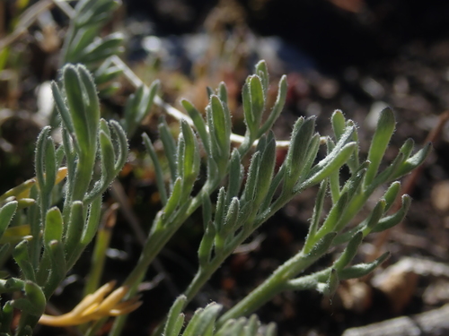 Image of Artemisia scopulorum by (c) Nolan Exe, some rights reserved (CC BY)