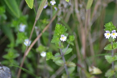Euphrasia hudsoniana