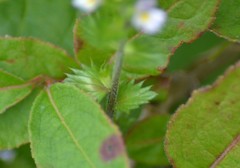Euphrasia hudsoniana