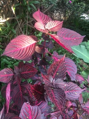 Iresine diffusa herbstii