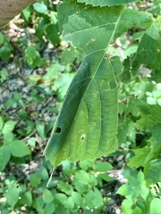Pantographa limata