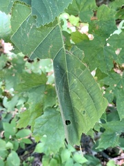 Pantographa limata