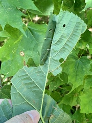 Pantographa limata