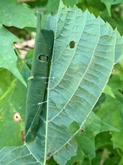 Pantographa limata