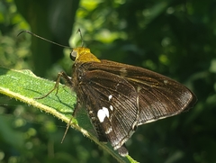 Epargyreus cruza