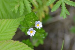 Euphrasia hudsoniana
