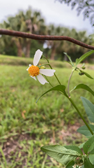 Bidens alba