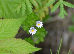 Euphrasia hudsoniana