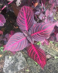 Iresine diffusa herbstii