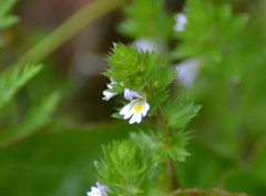 Euphrasia hudsoniana